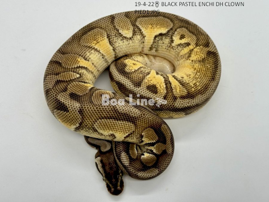 BLACK PASTEL ENCHI DH CLOWN PIED